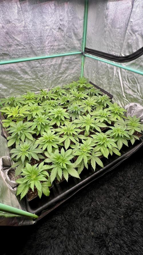Apple Fritter. Week 3