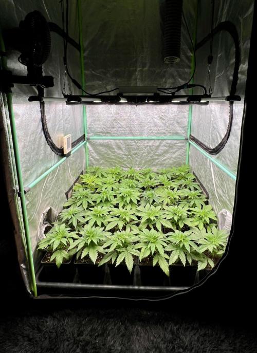 Apple Fritter. Week 3