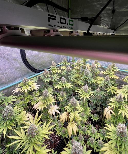 Bubblegun. Week 9