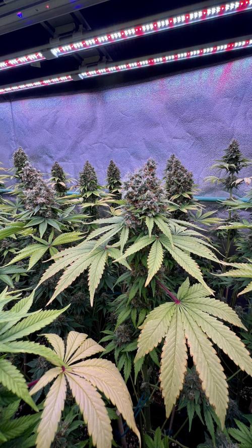 Bubblegun. Week 9