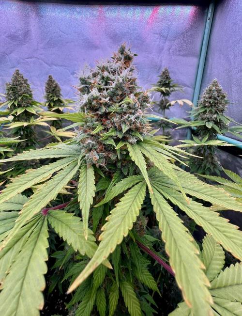 Bubblegun. Week 9