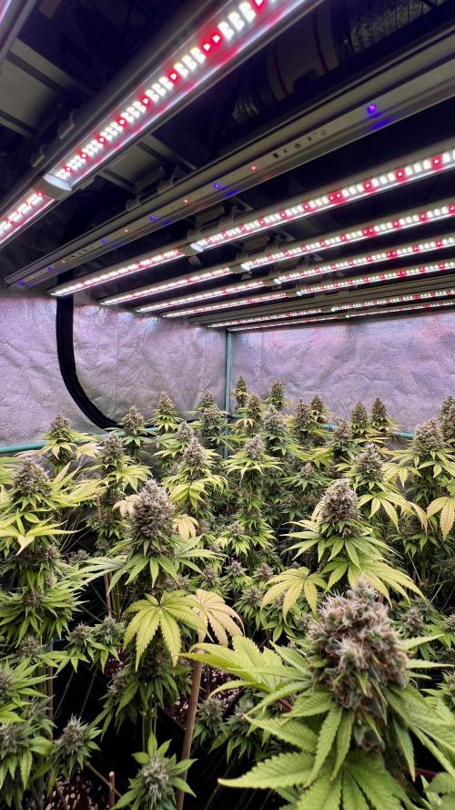 Bubblegun. Week 9