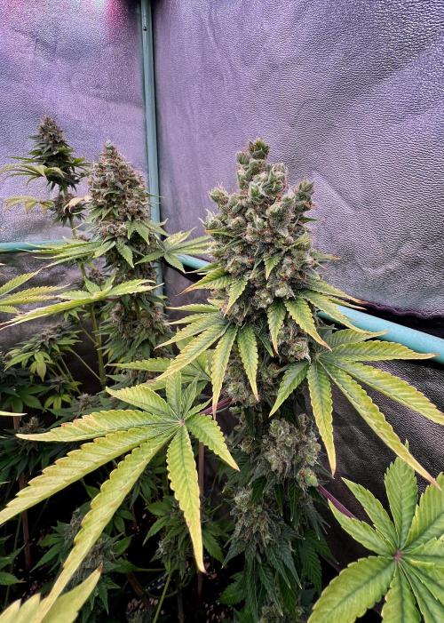 Bubblegun. Week 9