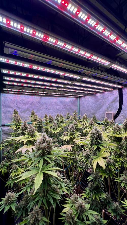 Bubblegun. Week 9