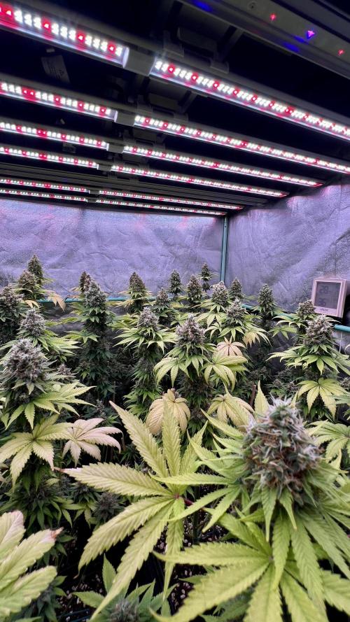 Bubblegun. Week 9