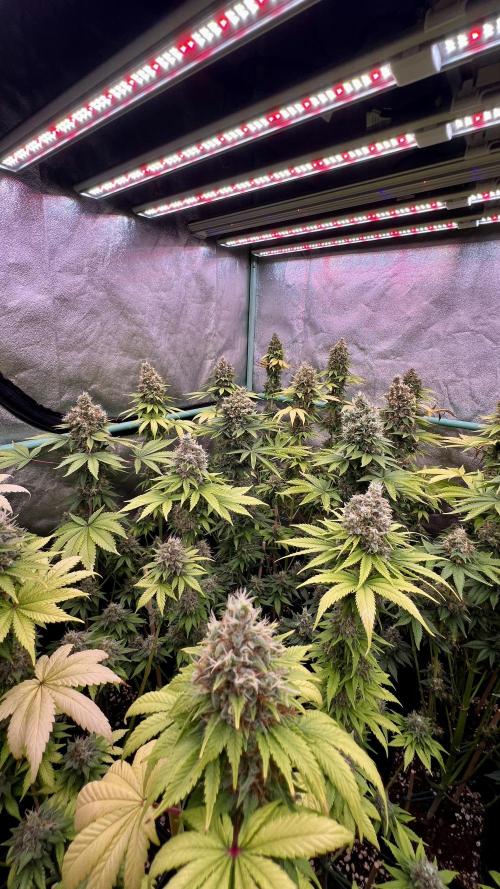 Bubblegun. Week 9