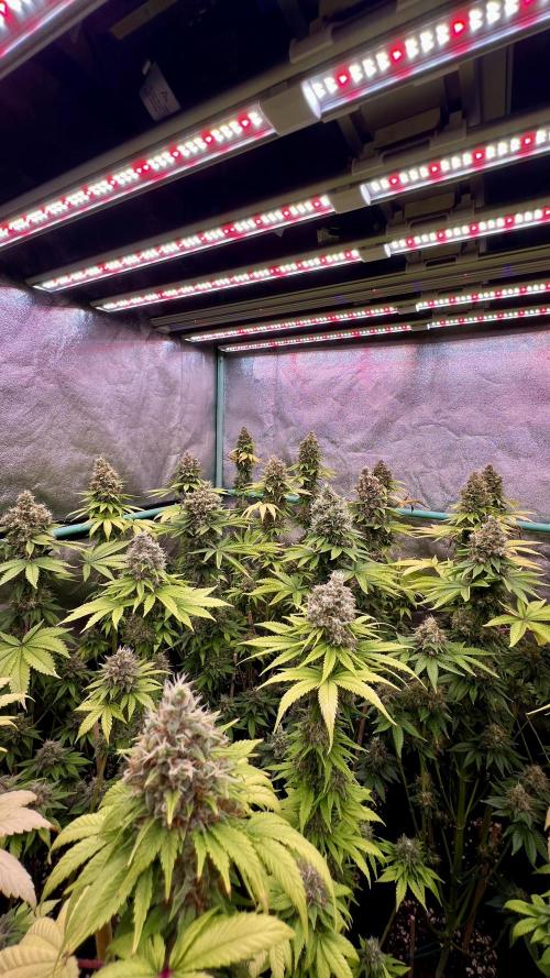 Bubblegun. Week 9