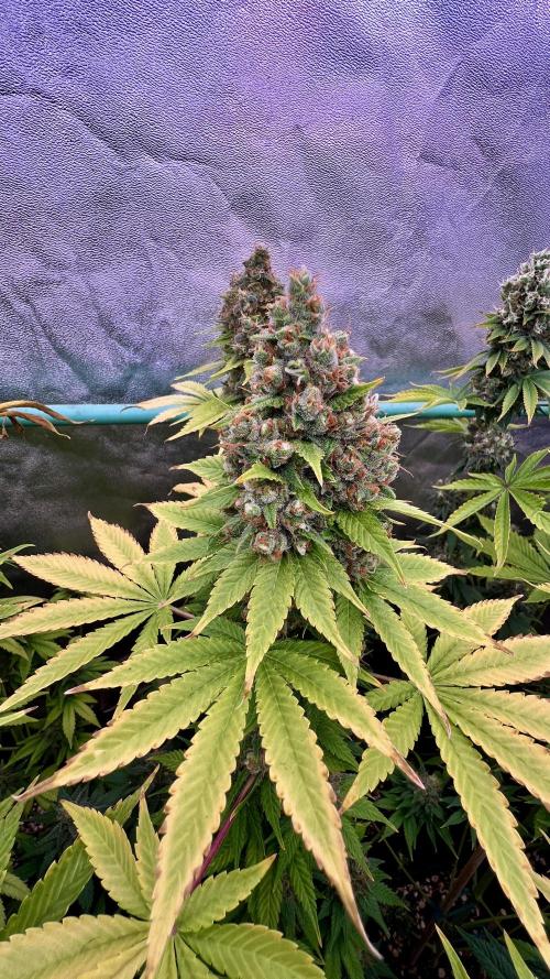 Bubblegun. Week 9