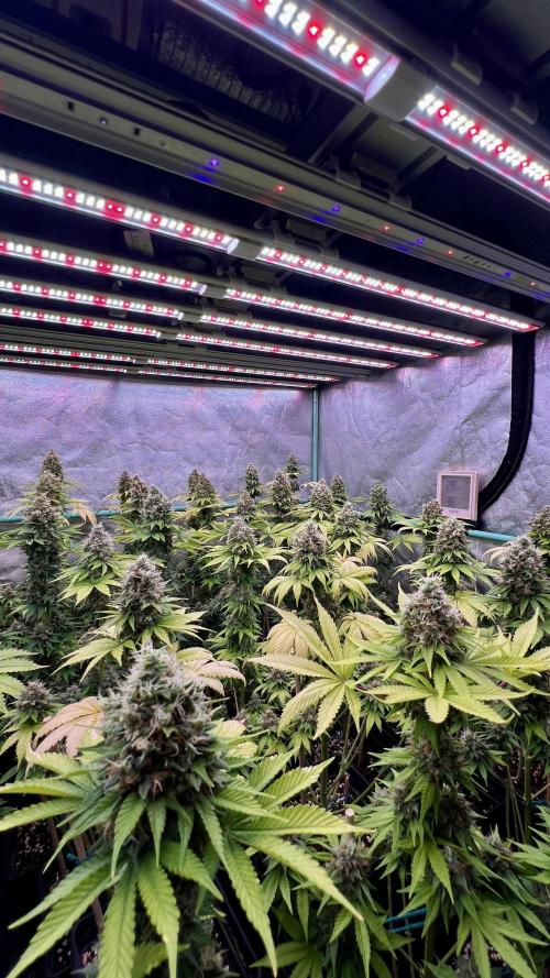 Bubblegun. Week 9
