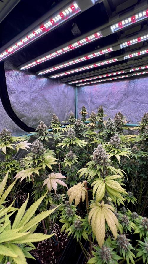 Bubblegun. Week 9