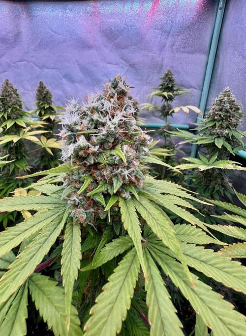 Bubblegun. Week 9