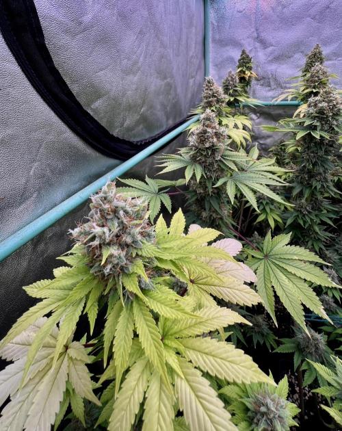 Bubblegun. Week 9