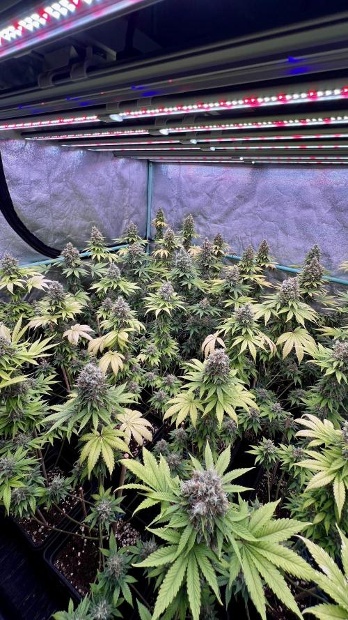 Bubblegun. Week 9