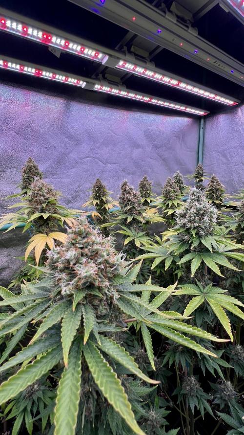 Bubblegun. Week 9