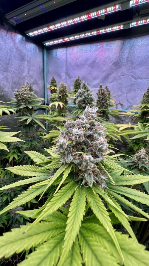 Bubblegun. Week 9