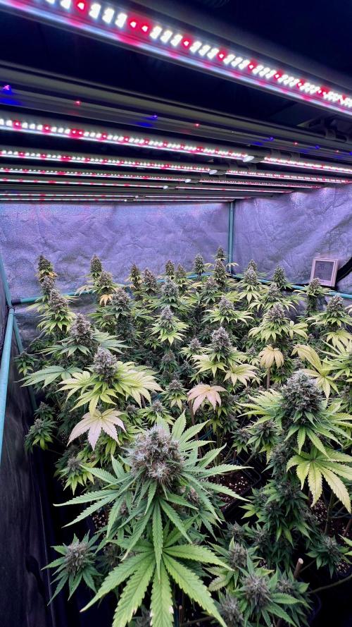 Bubblegun. Week 9