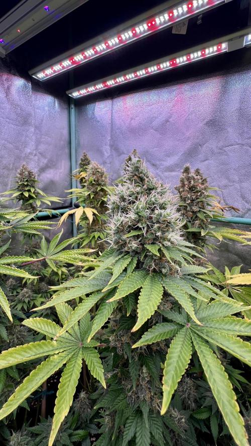 Bubblegun. Week 9
