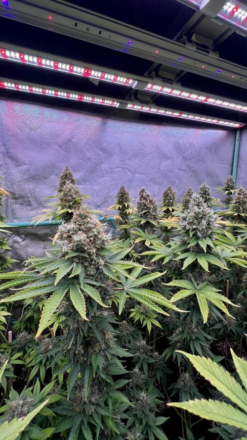 Bubblegun. Week 9