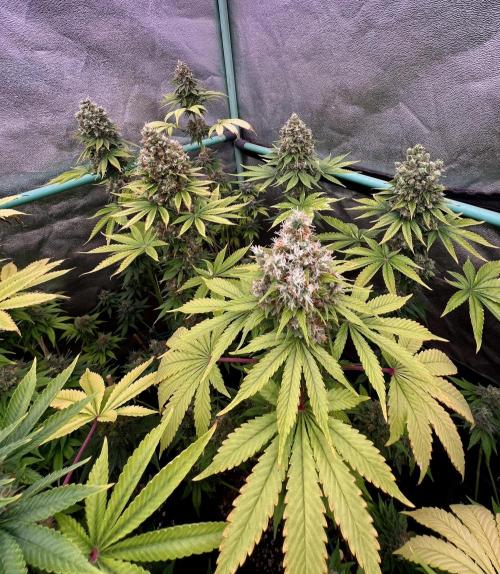 Bubblegun. Week 9