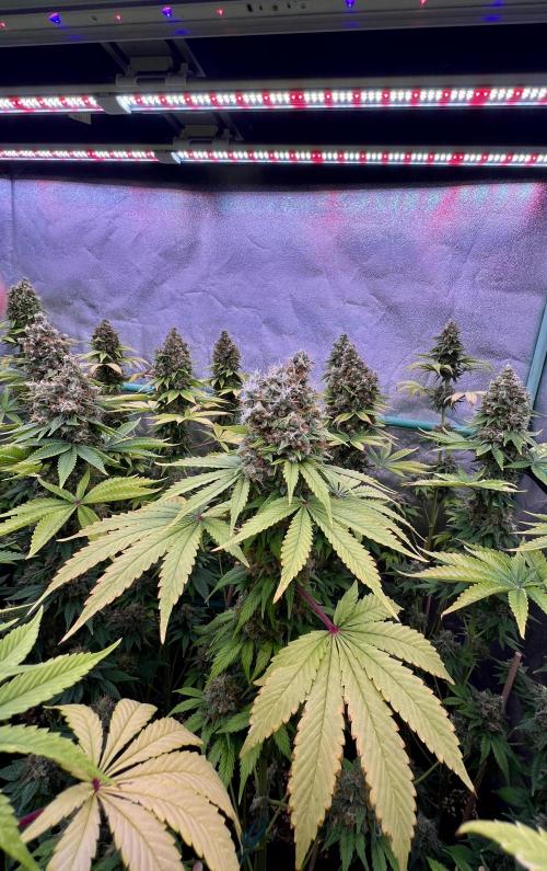 Bubblegun. Week 9