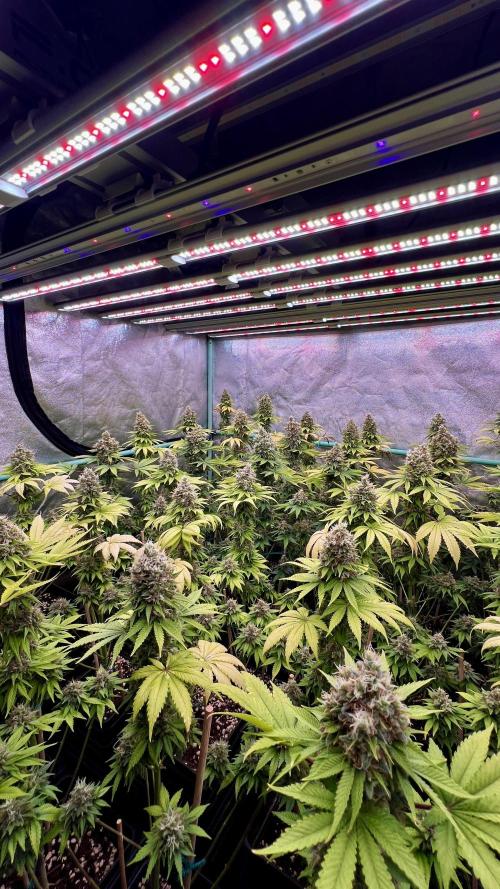 Bubblegun. Week 9