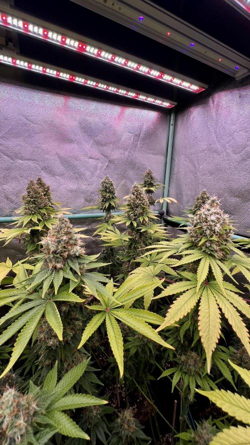 Bubblegun. Week 9
