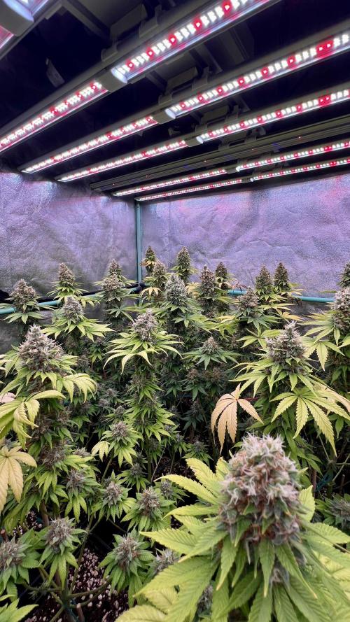 Bubblegun. Week 9