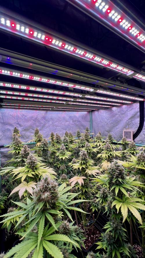 Bubblegun. Week 9