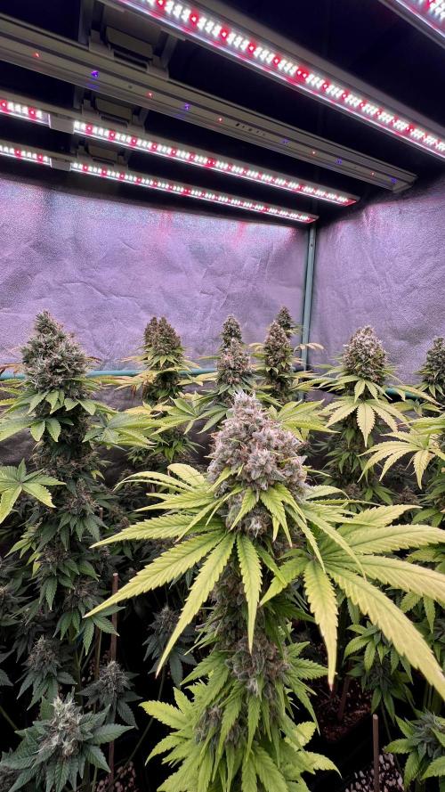 Bubblegun. Week 9