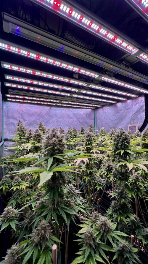 Bubblegun. Week 9