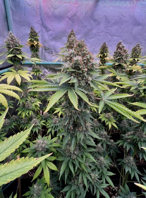 Bubblegun. Week 9