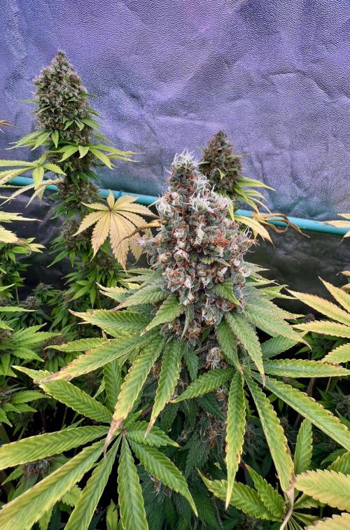Bubblegun. Week 9