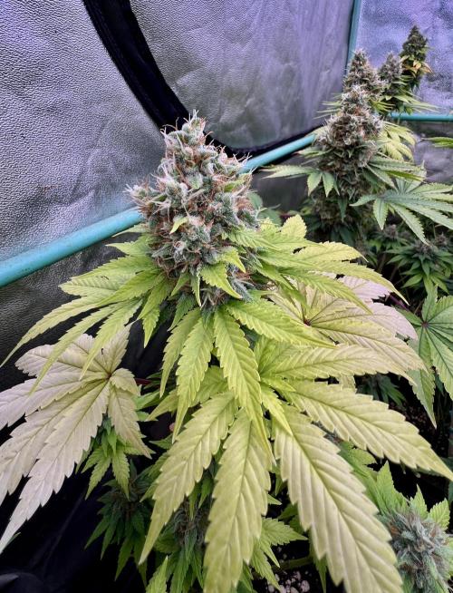 Bubblegun. Week 9
