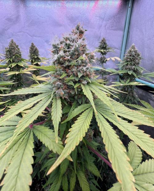 Bubblegun. Week 9