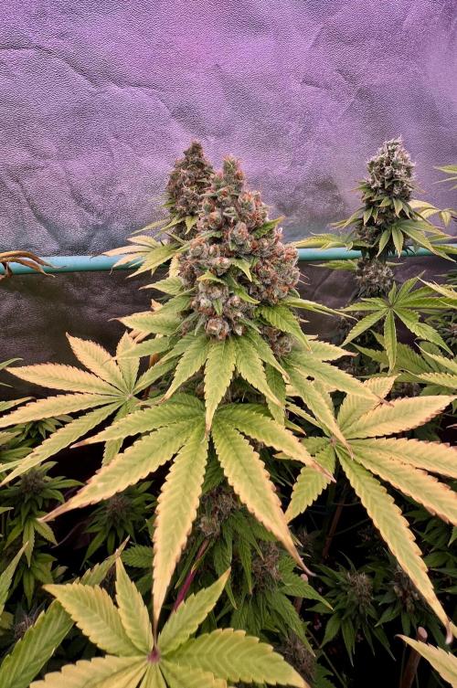 Bubblegun. Week 9