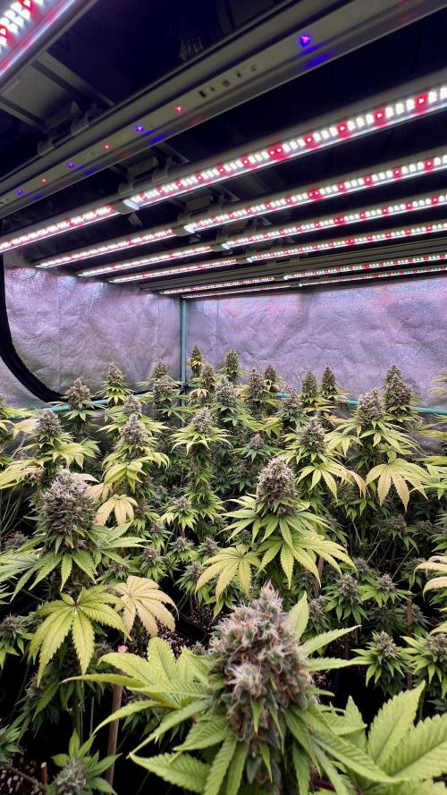 Bubblegun. Week 9