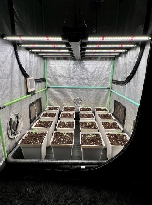 Strawberry Banana. Week 1