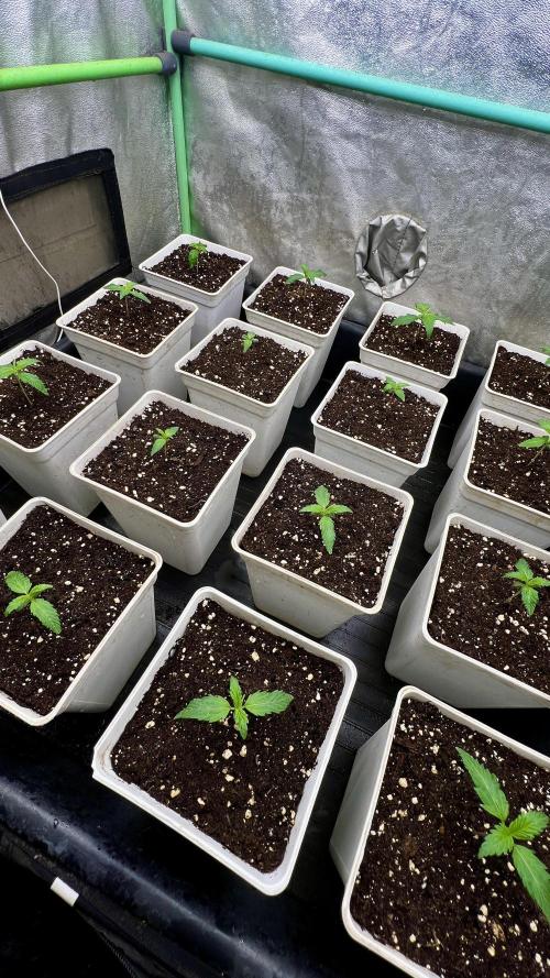 Strawberry Banana. Week 1