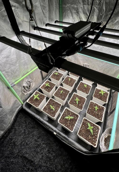 Strawberry Banana. Week 1