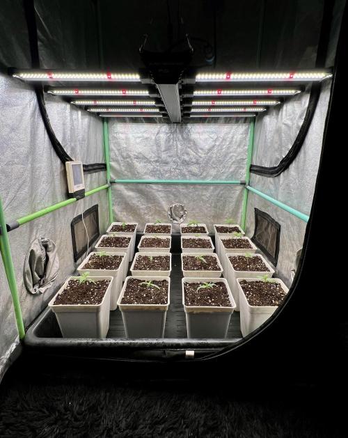 Strawberry Banana. Week 1