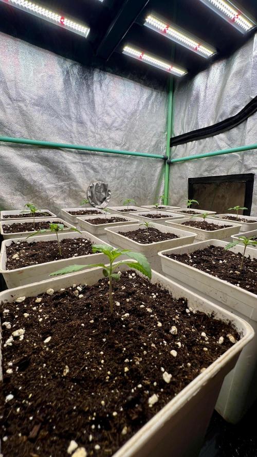 Strawberry Banana. Week 1