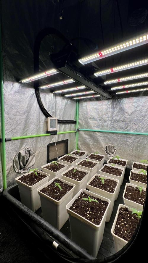 Strawberry Banana. Week 1