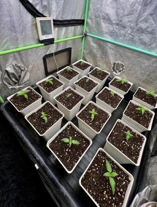 Strawberry Banana. Week 1