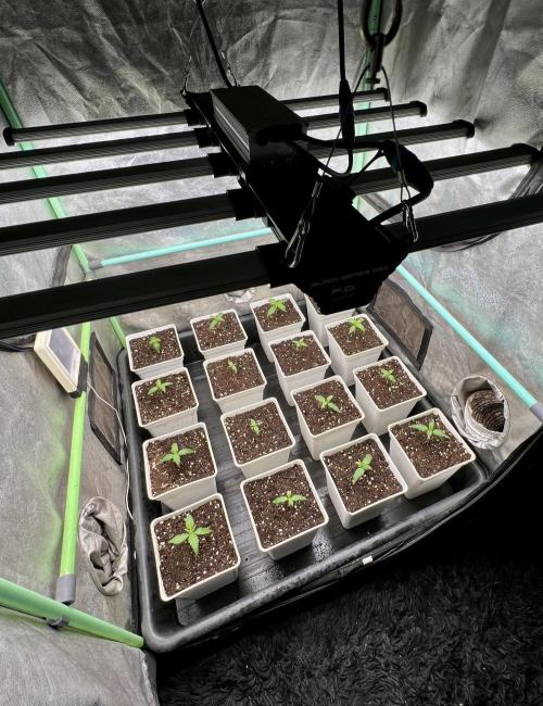 Strawberry Banana. Week 1