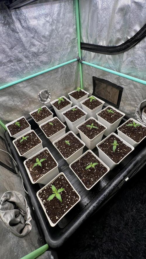 Strawberry Banana. Week 1