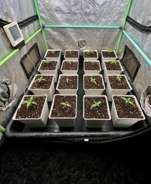 Strawberry Banana. Week 1
