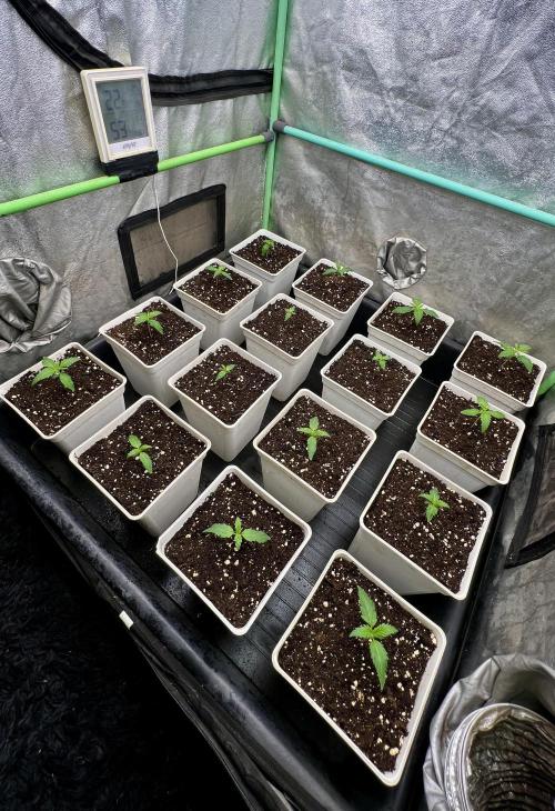 Strawberry Banana. Week 1