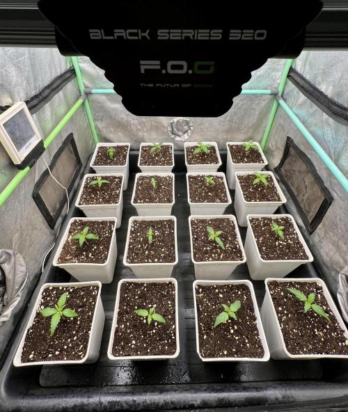 Strawberry Banana. Week 1