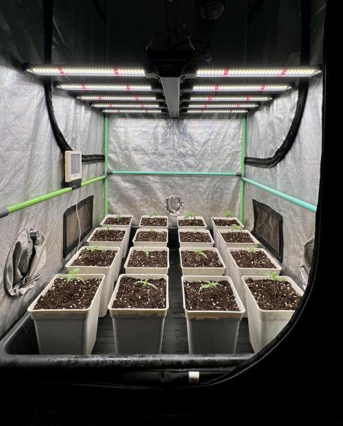 Strawberry Banana. Week 1