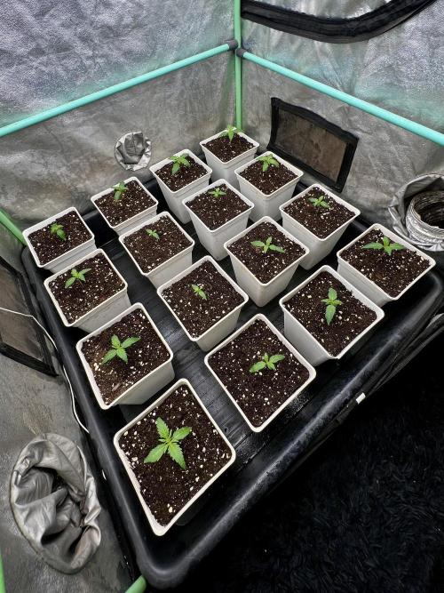 Strawberry Banana. Week 1